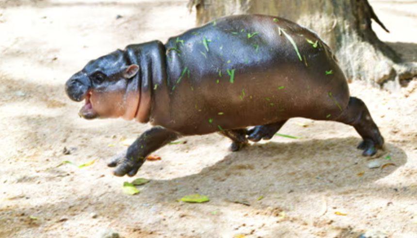 Understanding Moo Deng Cryptocurrency: What You Need to Know