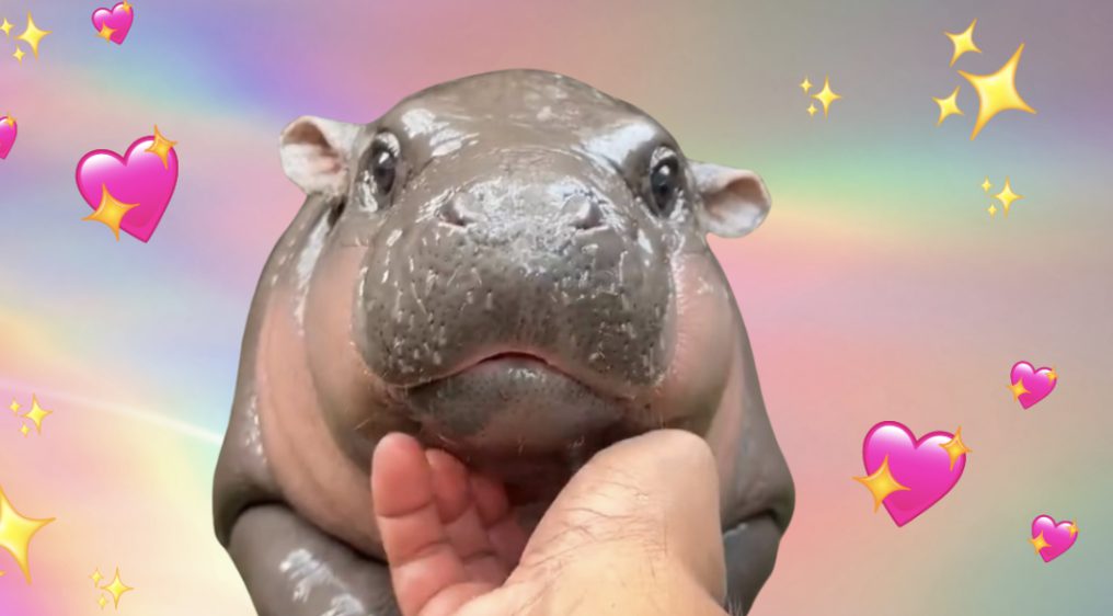 Understanding Moo Deng Cryptocurrency: What You Need to Know